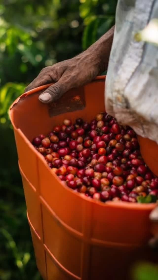 Canasto campesino lleno de cerezas de café recién cosechadas