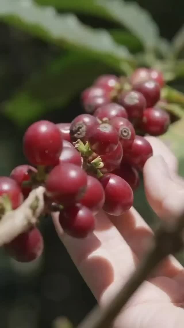 Cerezas rojas de café madurando en las ramas del cafeto
