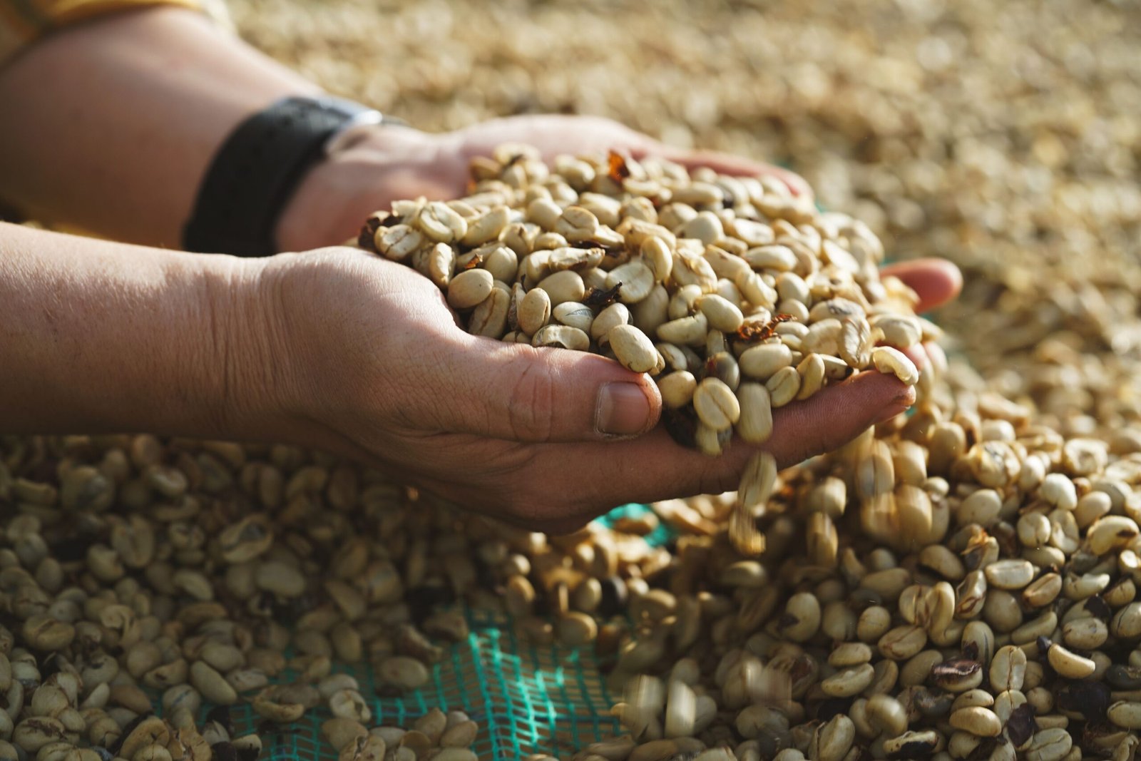 Granos de café seleccionados en manos campesinas durante el beneficio
